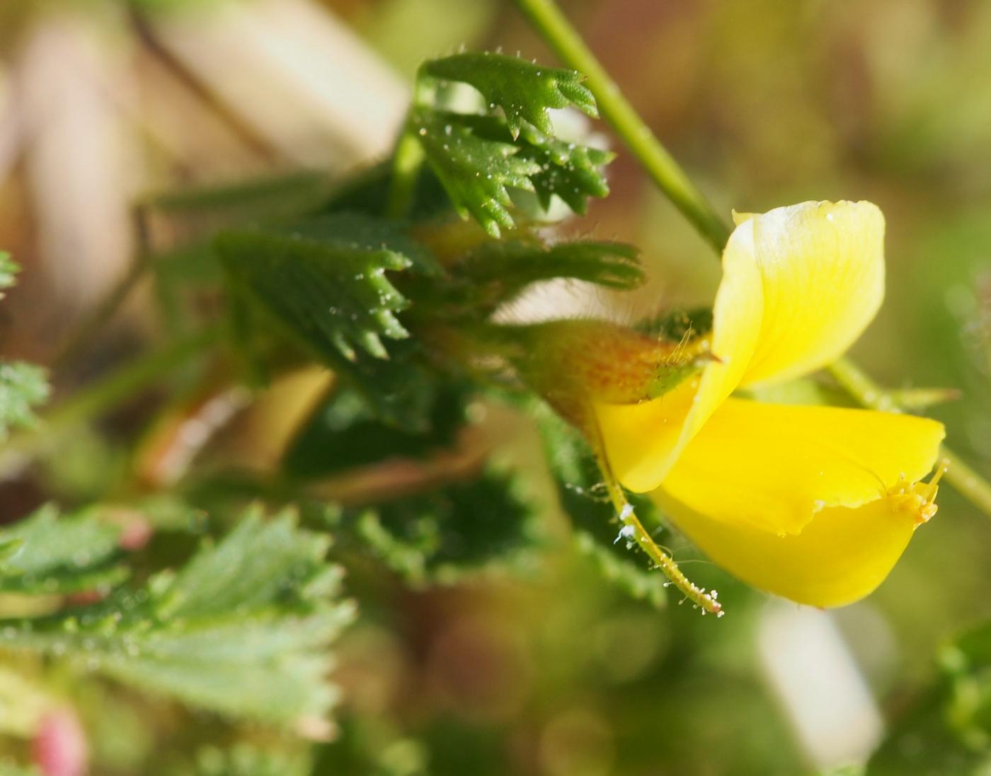 Restharrow, Pygmy flower